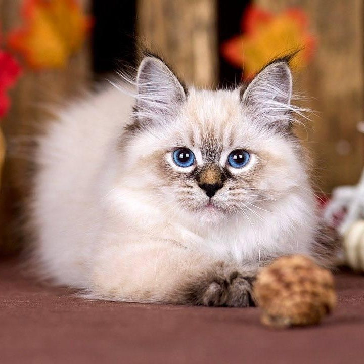 Ostin Siberian male, black tabby pointed