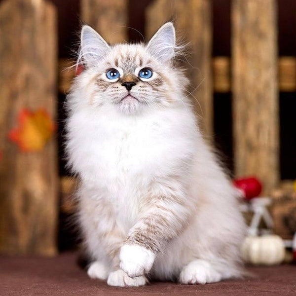 Obereg Siberian male, black with white tabby pointed