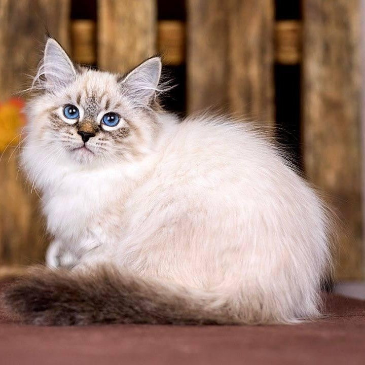 Obereg Siberian male, black with white tabby pointed