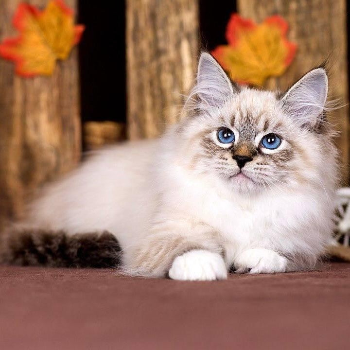 Obereg Siberian male, black with white tabby pointed