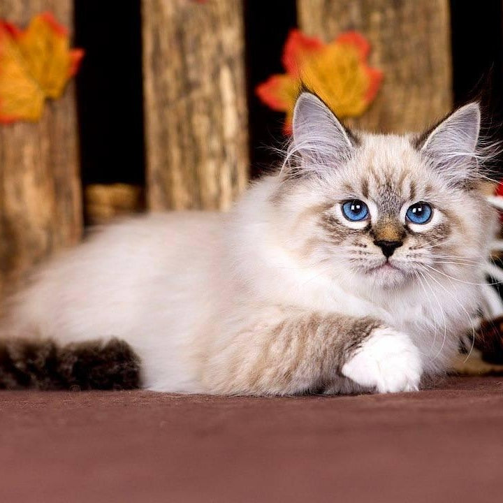 Obereg Siberian male, black with white tabby pointed