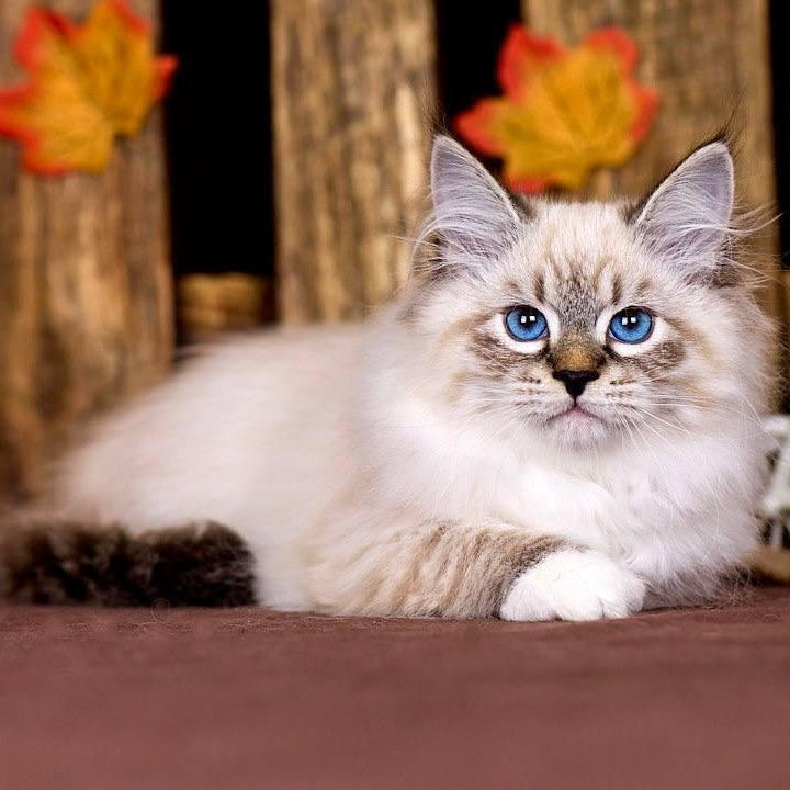 Obereg Siberian male, black with white tabby pointed