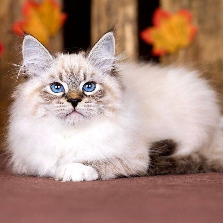 Obereg Siberian male, black with white tabby pointed