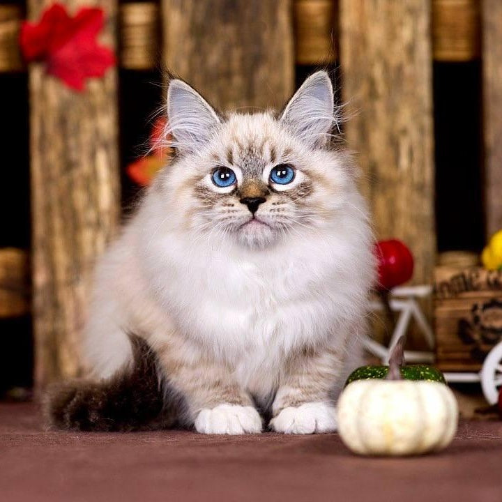 Obereg Siberian male, black with white tabby pointed