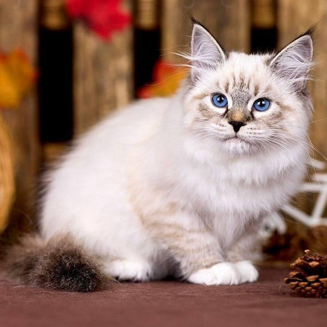 Olsi Siberian female, black with white tabby pointed