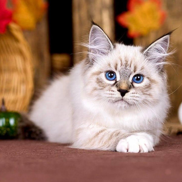 Olsi Siberian female, black with white tabby pointed