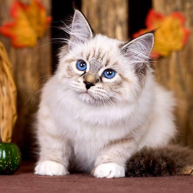 Olsi Siberian female, black with white tabby pointed
