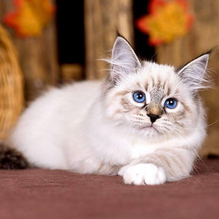 Olsi Siberian female, black with white tabby pointed