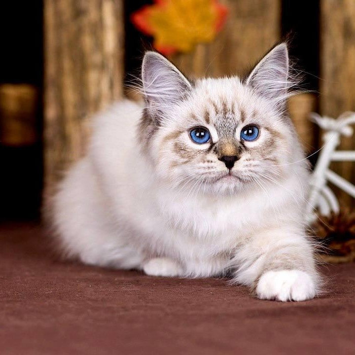 Olsi Siberian female, black with white tabby pointed