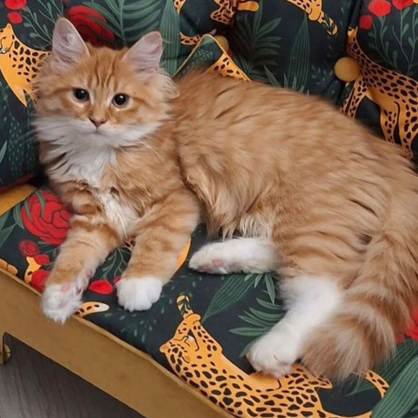Darwin Siberian male, red with white spotted tabby
