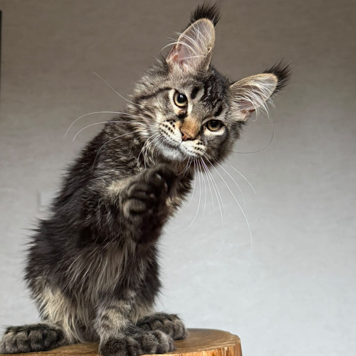 Zak Maine Coon polydactyl 6x6x6x6 male, black ticked tabby