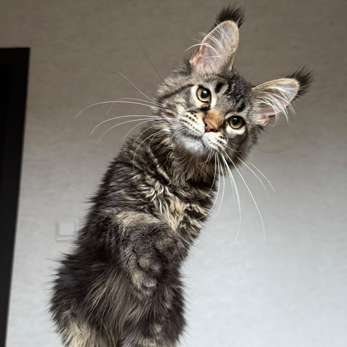 Zak Maine Coon polydactyl 6x6x6x6 male, black ticked tabby