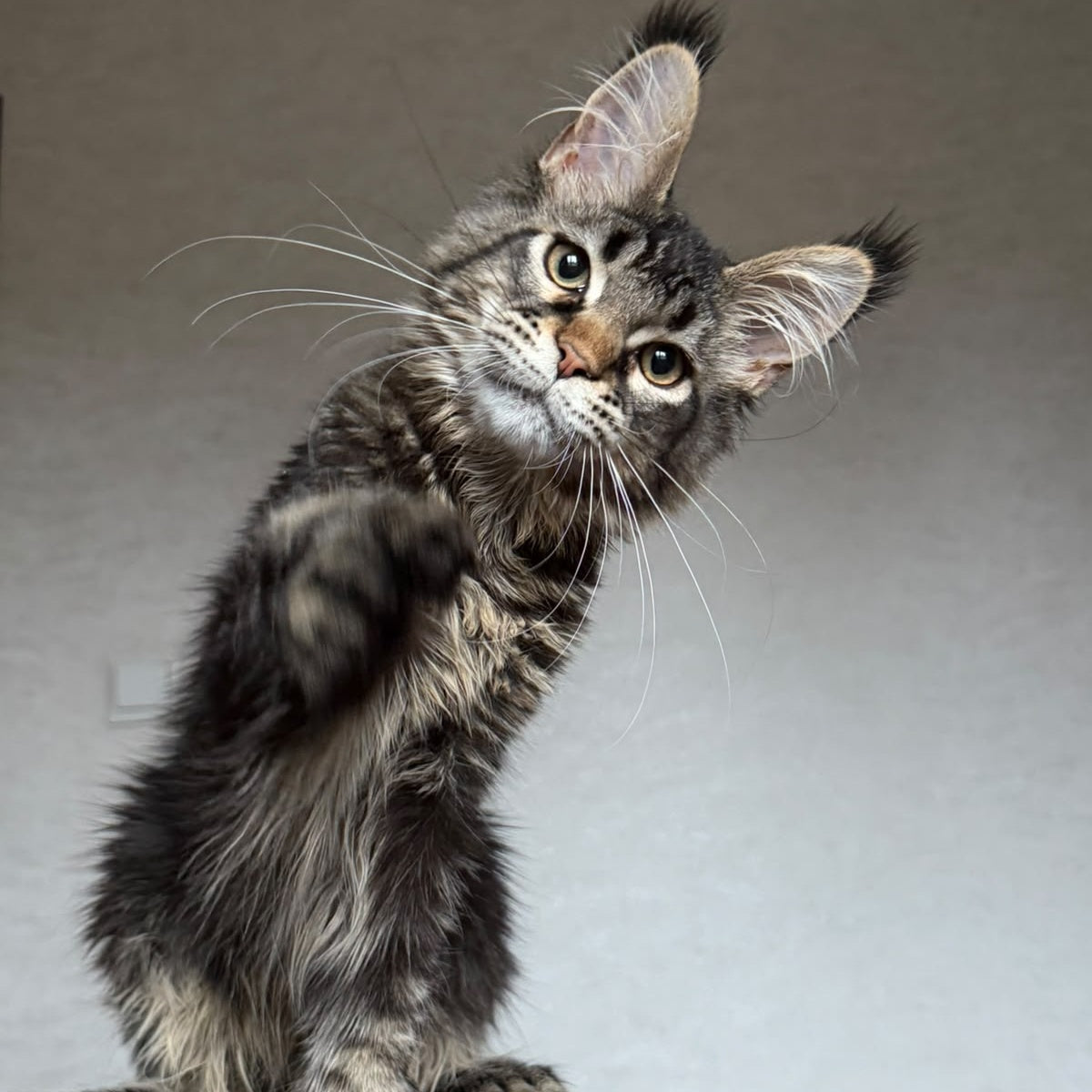 Zak Maine Coon polydactyl 6x6x6x6 male, black ticked tabby