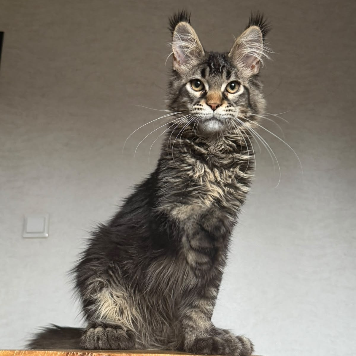 Zak Maine Coon polydactyl 6x6x6x6 male, black ticked tabby