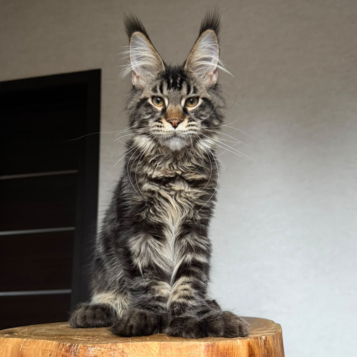 Zodiac Maine Coon polydactyl 6x6x6x6 male, black tabby