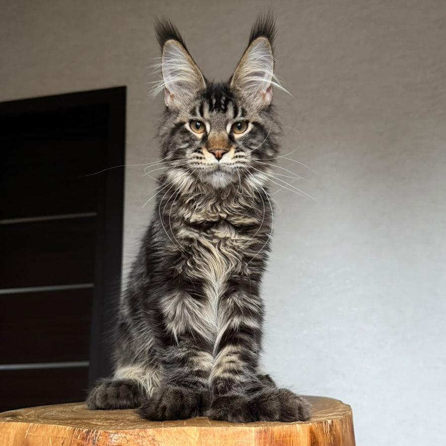 Zodiac Maine Coon polydactyl 6x6x6x6 male, black tabby