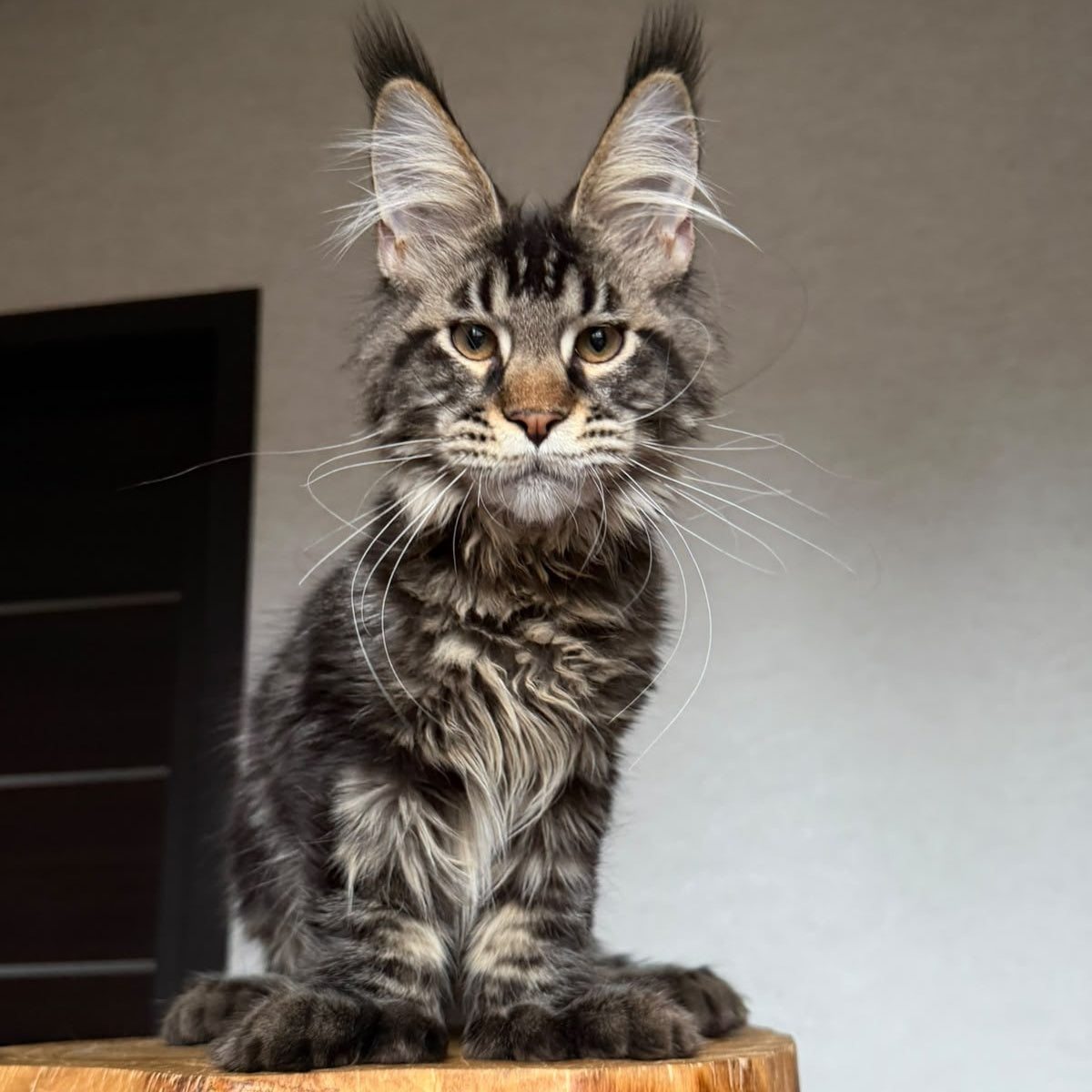 Zodiac Maine Coon polydactyl 6x6x6x6 male, black tabby