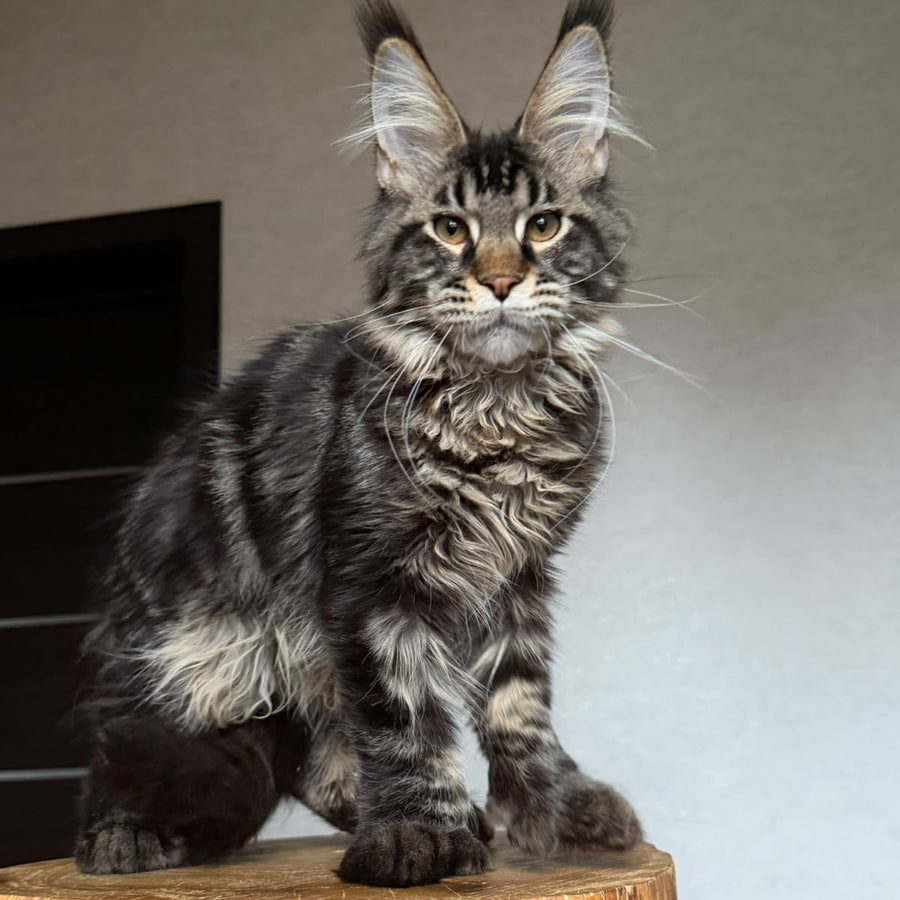 Zodiac Maine Coon polydactyl 6x6x6x6 male, black tabby