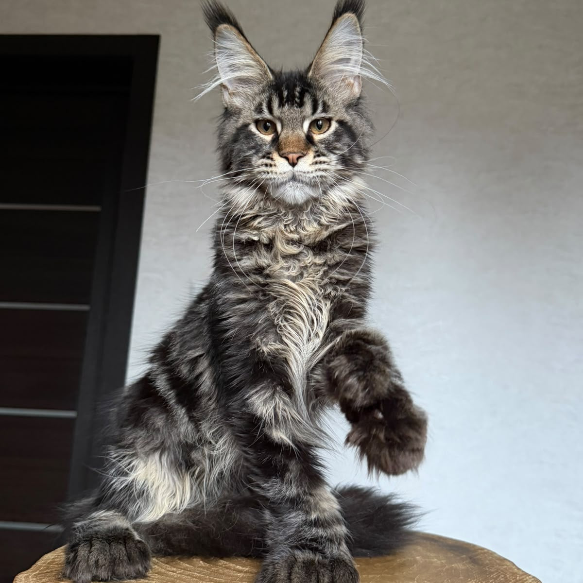 Zodiac Maine Coon polydactyl 6x6x6x6 male, black tabby