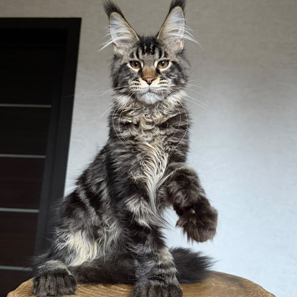 Zodiac Maine Coon polydactyl 6x6x6x6 male, black tabby