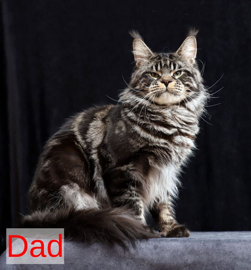 Larry Maine Coon male, cream tabby