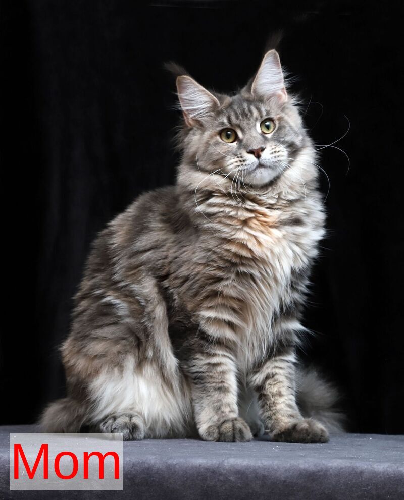 Larry Maine Coon male, cream tabby