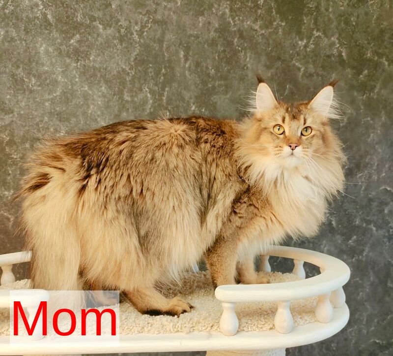 Kiss Maine Coon male, black tabby