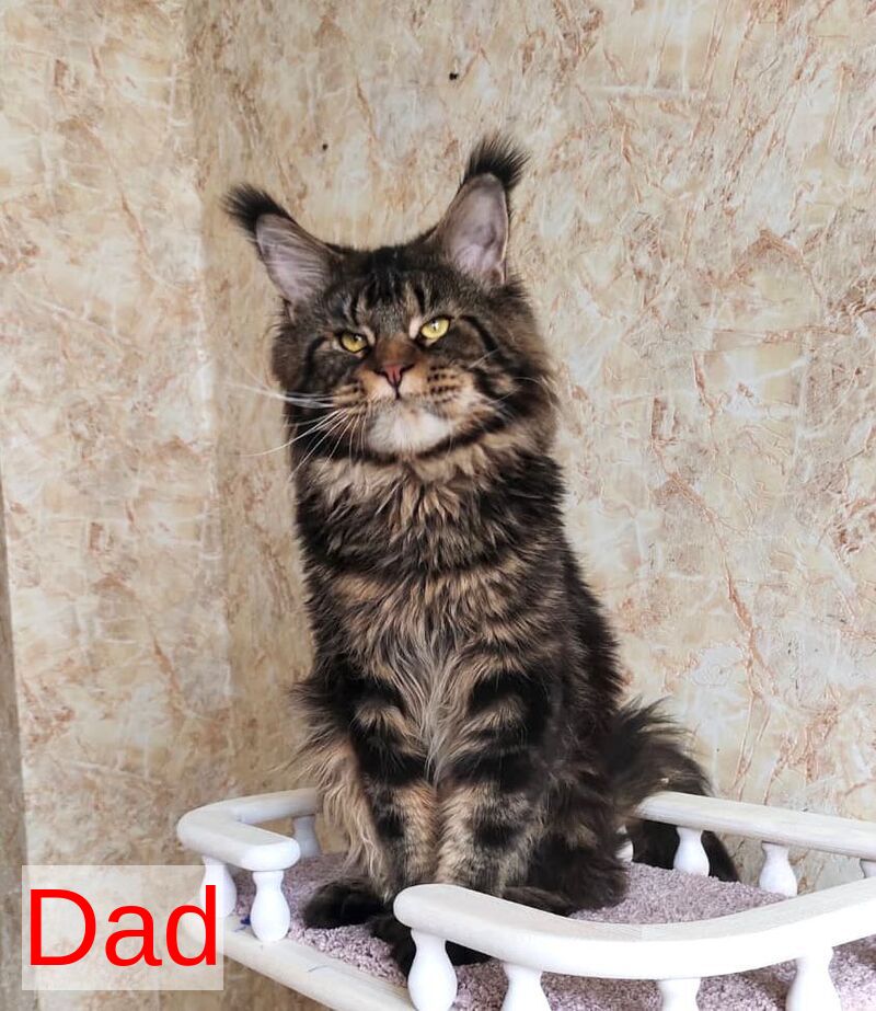 Kiss Maine Coon male, black tabby