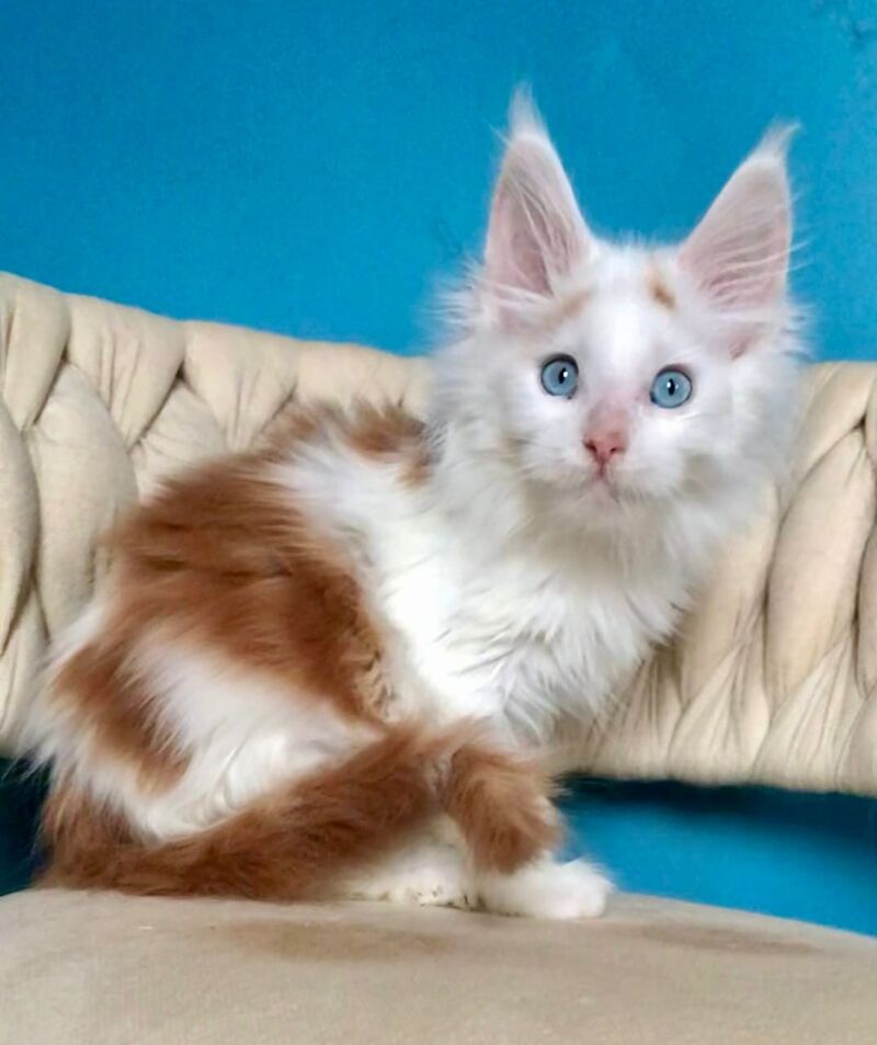 Stepa Maine Coon male, red harlequin