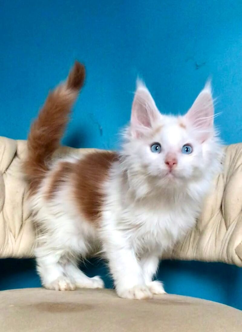 Stepa Maine Coon male, red harlequin