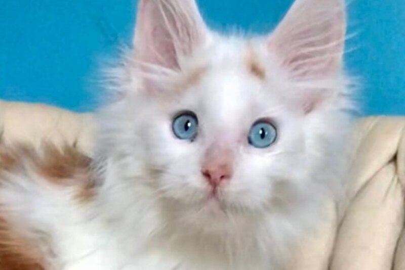 Stepa Maine Coon male, red harlequin