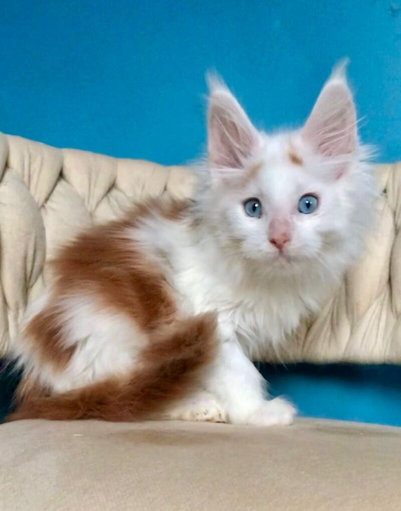 Stepa Maine Coon male, red harlequin