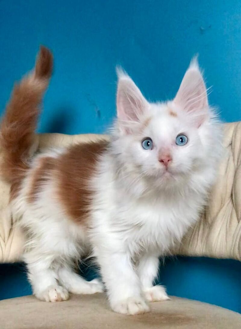 Stepa Maine Coon male, red harlequin