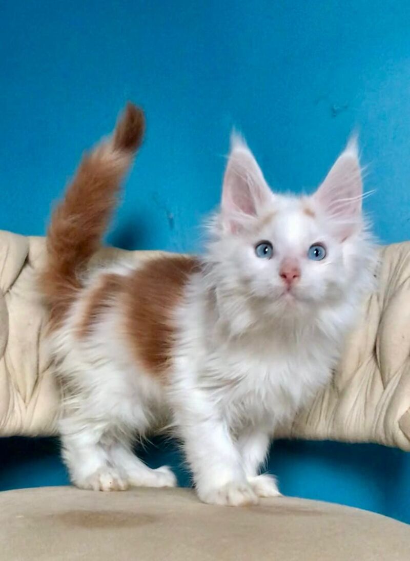 Stepa Maine Coon male, red harlequin