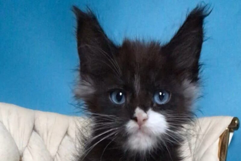 Spark Maine Coon male, black with white