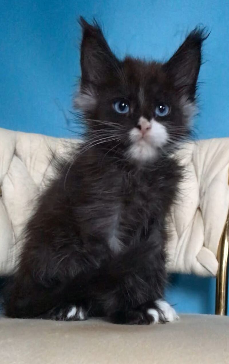 Spark Maine Coon male, black with white