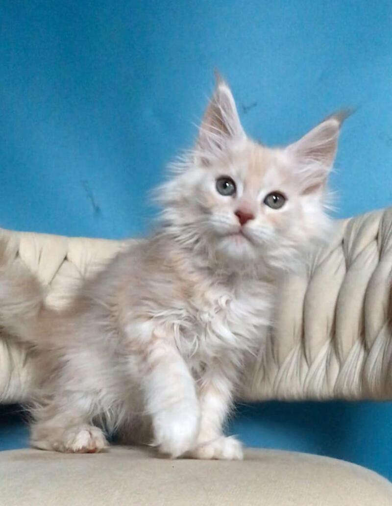 Simba Maine Coon male, red silver tabby