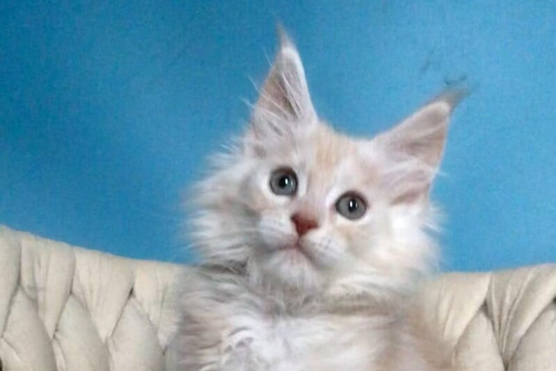 Simba Maine Coon male, red silver tabby