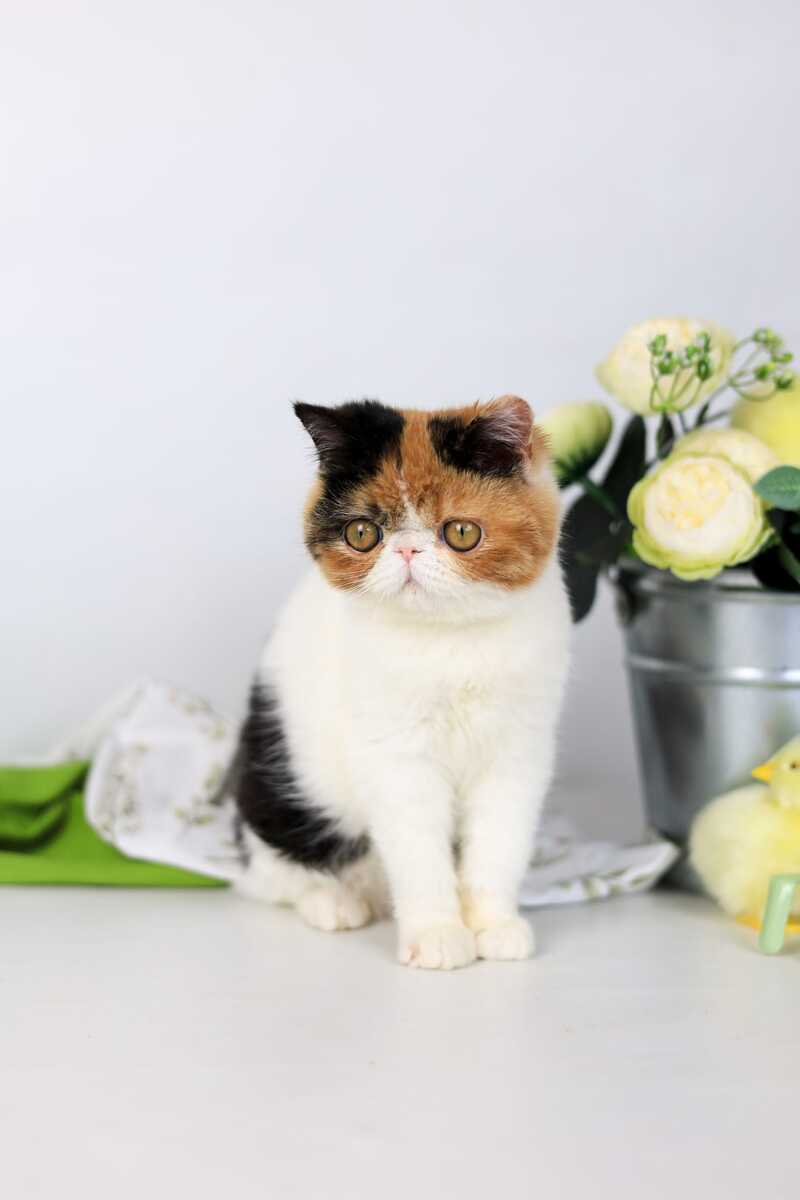 Sansara Exotic female black tortie bicolour tabby live animals