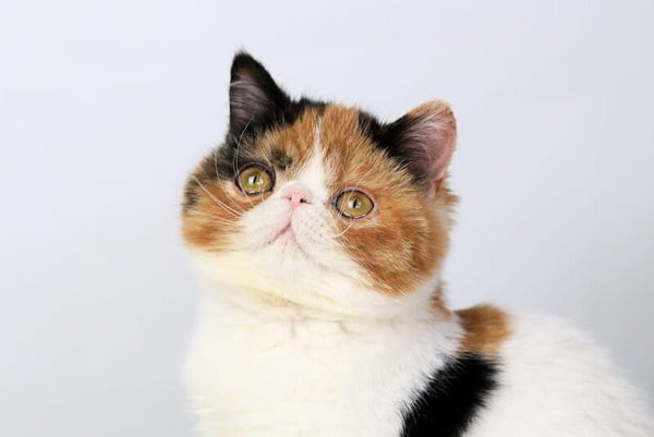 Sansara Exotic female black tortie bicolour tabby live animals