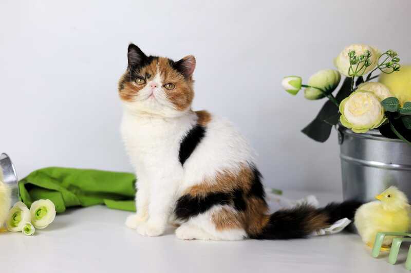 Sansara Exotic female black tortie bicolour tabby live animals