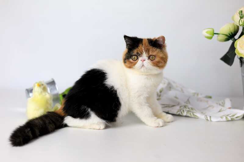 Sansara Exotic female black tortie bicolour tabby live animals