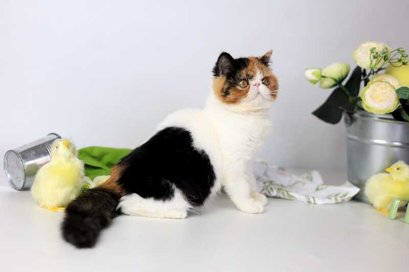 Sansara Exotic female black tortie bicolour tabby live animals