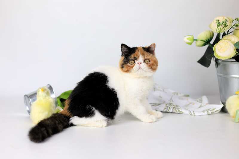 Sansara Exotic female black tortie bicolour tabby live animals