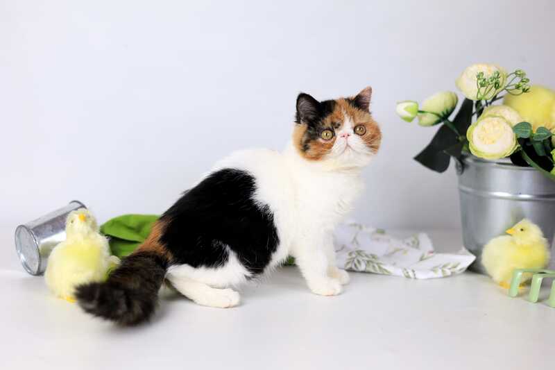 Sansara Exotic female black tortie bicolour tabby live animals
