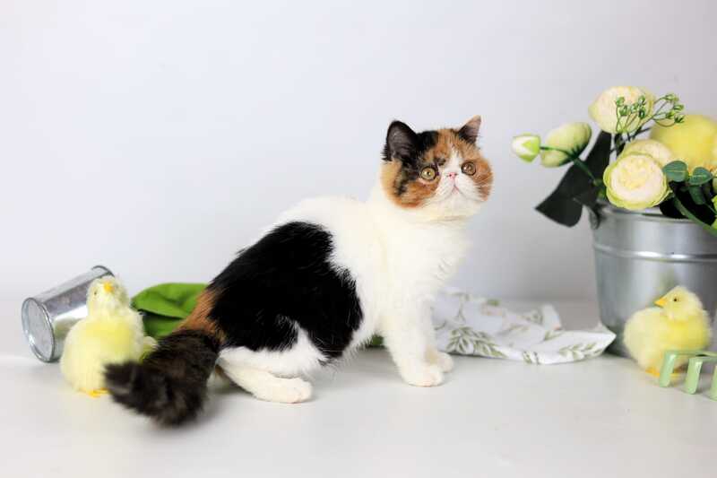 Sansara Exotic female black tortie bicolour tabby live animals