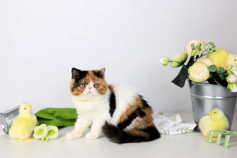 Sansara Exotic female black tortie bicolour tabby live animals