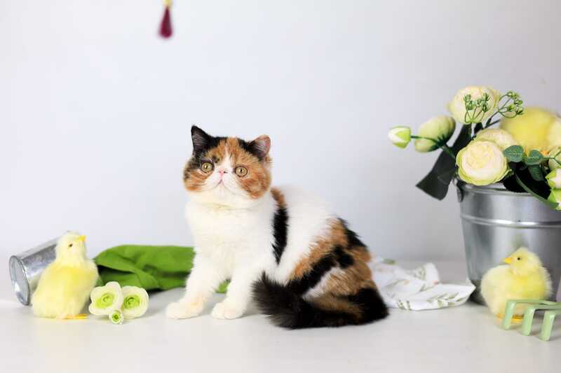 Sansara Exotic female black tortie bicolour tabby live animals