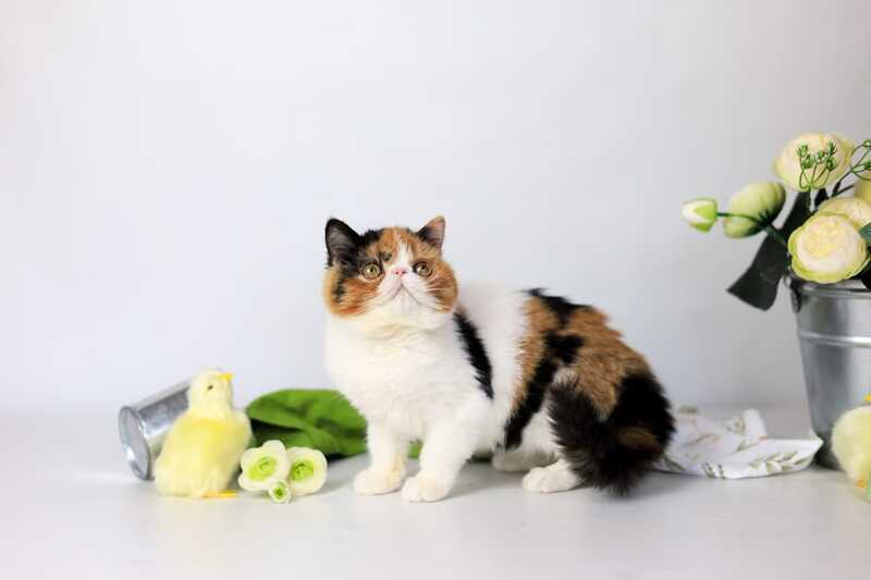 Sansara Exotic female black tortie bicolour tabby live animals