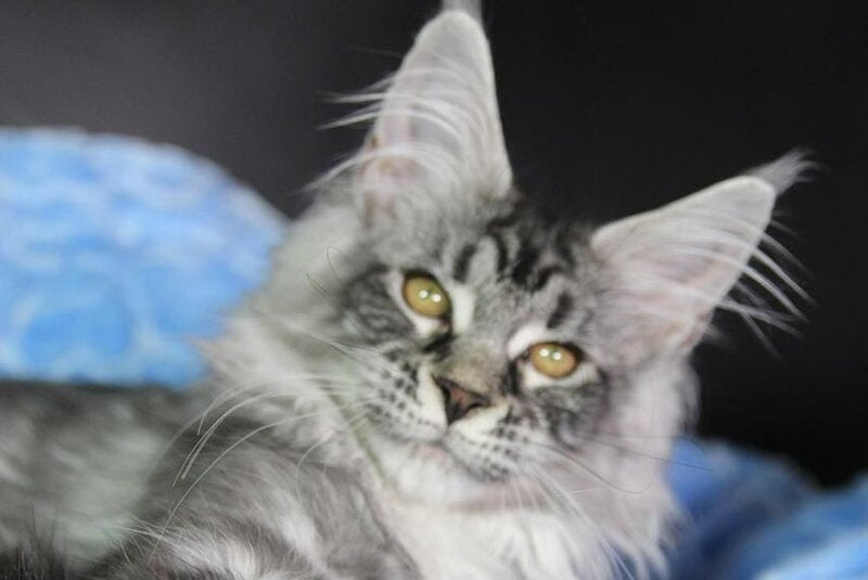 Olli Maine Coon female black silver tabby - live animals